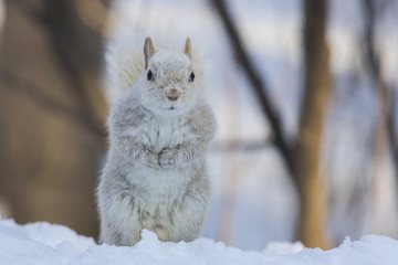 white grey squirrel