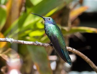 Hummingbird on Branch
