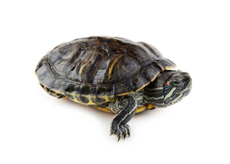 red ear turtle  isolated on white background