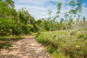 Fototapeta na wymiar The road in the rainforest
