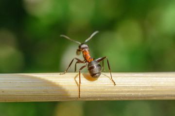 an ant on a branch