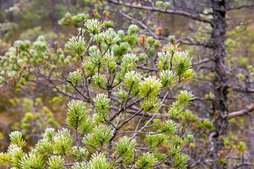 The pine branches covered with hoarfrost during the first frosts.