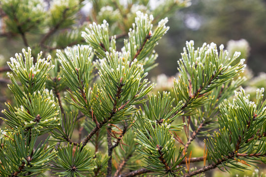 Fototapeta The pine branches covered with hoarfrost during the first frosts.
