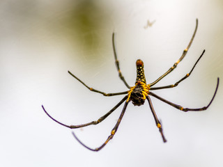 BANANA SPIDER