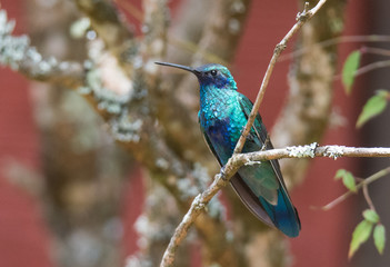 Hummingbird on Branch