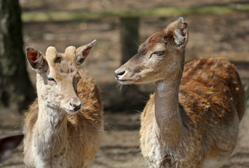 the portrait of two young cute roe deers