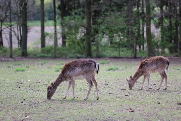 the portrait of two young cute roe deers