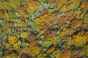 Luftaufnahme - Vogelperspektive auf einen Mischwald im Herbst in der Wachau