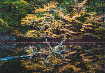 Golden autumn. Yellow colored trees reflected in a small pond