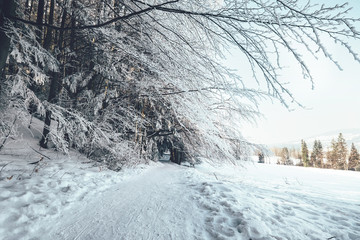 Footpathe in snow forest