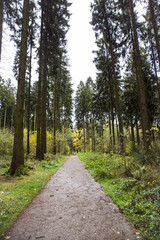 Fototapeta premium Waldweg