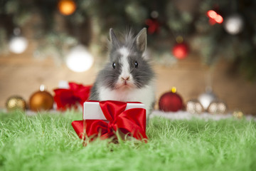 Fototapeta na wymiar Funny bunny and Christmas background with winter decoration