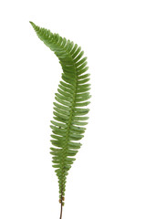 Single fern frond
