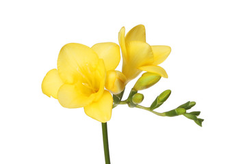 Freesia flowers and buds
