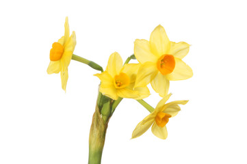 Multi headed narcissus flower