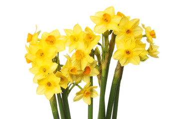 Spray of narcissus flowers