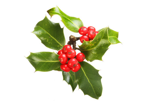 Holly with berries