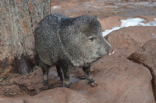 Cute razorback pigs in the wild standing