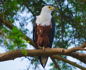 African Fish Eagle Uganda