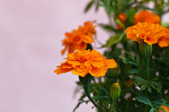 cempasuchil flower close up