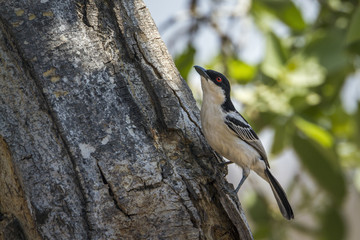 Black-backed Puffback in Kruger National park, South Africa