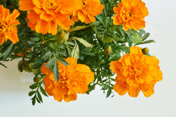 cempasuchil flower high angle shot