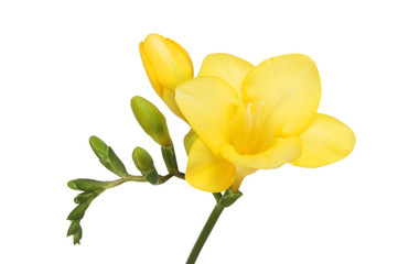 Yellow freesia flower - obrazy, fototapety, plakaty