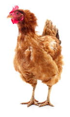 Brown hen isolated.