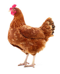 Brown hen isolated.