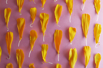 cempasuchil petals pattern