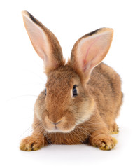 Brown rabbit on white.