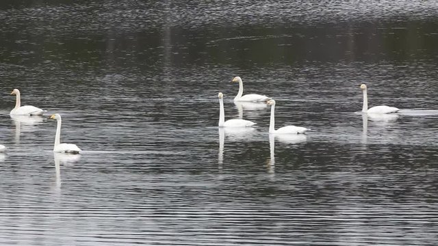 Sample of elegance and pure beauty. Autumn migrating whooper swan (Cygnus cygnus) stopped for rest and feeding on taiga river
