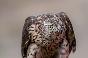 Falcon with a bloody beak after a meal. Bird of prey