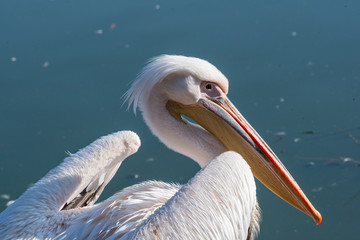 Pink Pelican in the wild. Disappearing species of feathered animals.