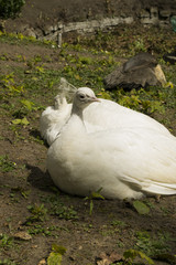 Pfau