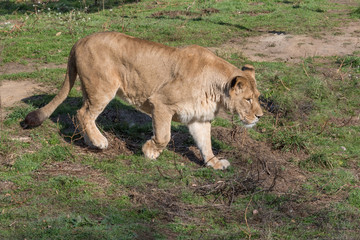 Fototapeta na wymiar Image of a female african lion on nature background. Wild Animals.