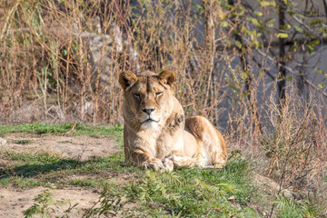 African lion on nature background. Wild Animals