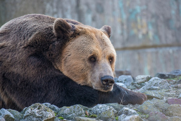 Eurasian brown bear  on a rock in autumn day.