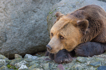 Eurasian brown bear  on a rock in autumn day.