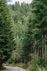 No cars, auto on asphalt road through cliffs and pine forest at the Rila mountain in Bulgaria