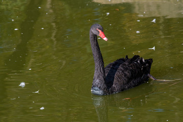 Obraz premium Black swan (Cygnus atratus). Wild life animal.