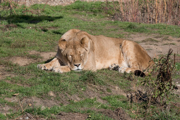 African lion on nature background. Wild Animals