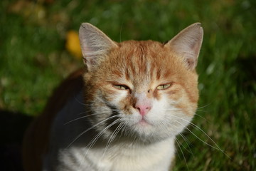 Домашние животные (Кошки)