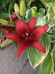 A closeup of a beautiful red flower in  full bloom