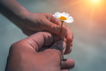  hand giving wild flower with love at sunset . beautiful background