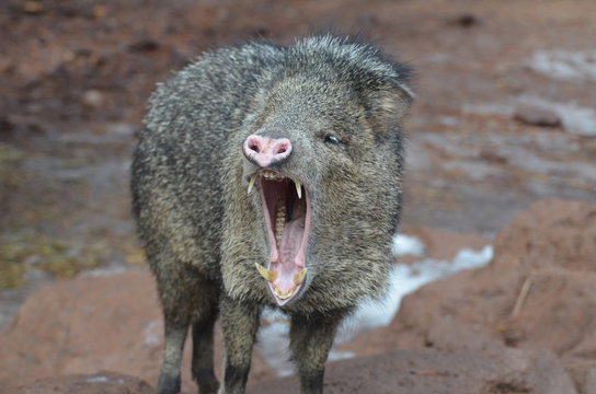 Wild javeline open mouth showing all its teeth