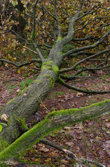 Sturmsch&auml;den im Wald