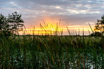 Sunset in the Everglades through Tall Grass 