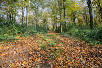 Fototapeta premium Autumn woods during the fall