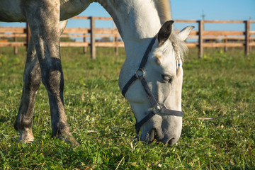 White thoroughbred horse grazing in a meadow, close-up